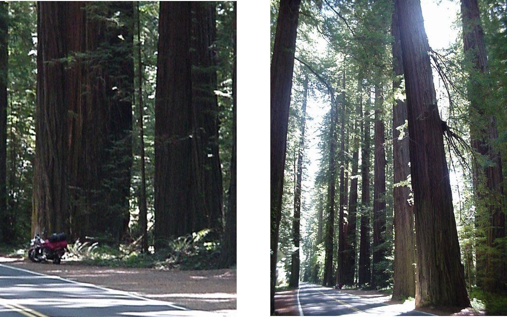 My bike next to a giant redwood My bike next to a giant redwood